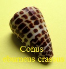 Conus eburneus crassus, Sowerby II 1858